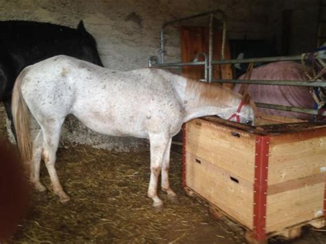 donna scopa il cavallo|19enne fa sesso con una cavalla, i proprietari dell'animale lo .